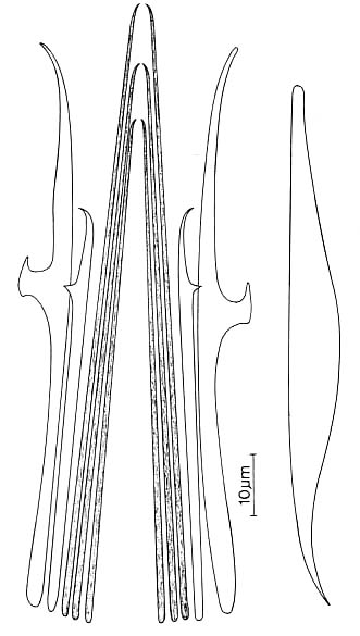 Coelogynopora scalpri
