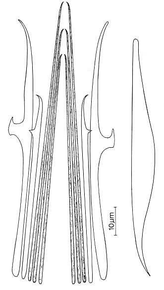 Coelogynopora scalpri Coelogynopora scalpri