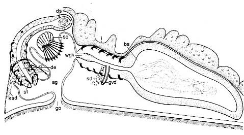Coelogynopora visurgis Coelogynopora visurgis
