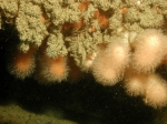 Alcyonium digitatum Linnaeus, 1758 