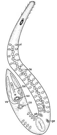 Coelogynopora visurgis Coelogynopora visurgis