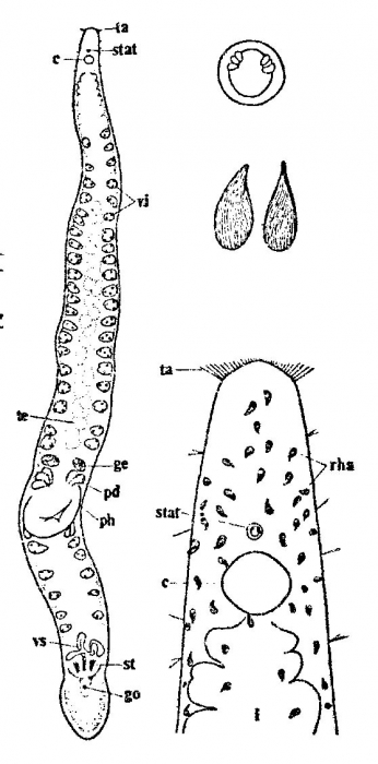 Ezona habomaiensis Ezona habomaiensis
