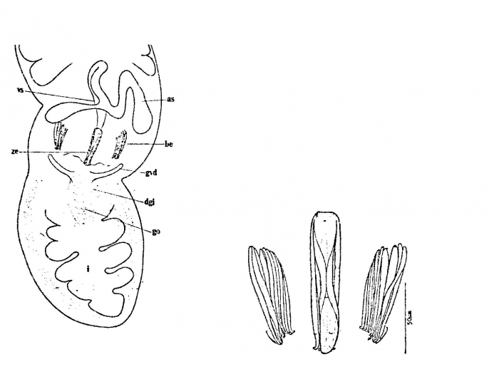 Ezona habomaiensis