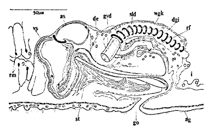 Ezona habomaiensis