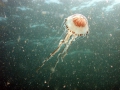 Scyphozoa (jelly fish)