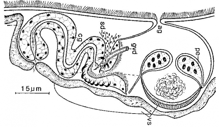 Invenusta paracnida Invenusta paracnida