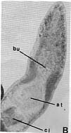 Macroatrium setosum Macroatrium setosum