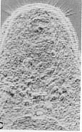 Macroatrium setosum Macroatrium setosum