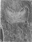 Macroatrium setosum