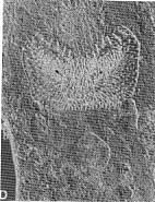Macroatrium setosum Macroatrium setosum