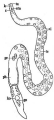 Platyhelminthes (flatworms)