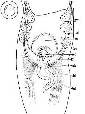 Pseudovannuccia hirutai Pseudovannuccia hirutai