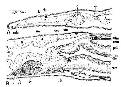 Pseudovannuccia hirutai Pseudovannuccia hirutai