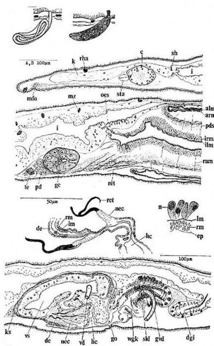 Pseudovannuccia hirutai Pseudovannuccia hirutai