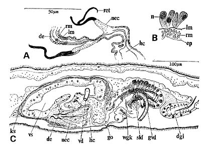 Pseudovannuccia hirutai Pseudovannuccia hirutai