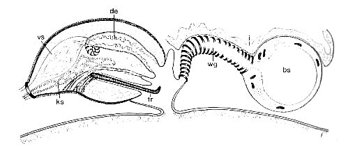 Stilivannuccia hastata Stilivannuccia hastata