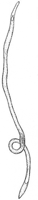 Stilivannuccia hastata Stilivannuccia hastata