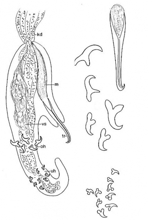 Stilivannuccia hastata Stilivannuccia hastata