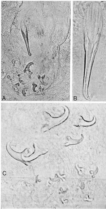 Stilivannuccia hastata Stilivannuccia hastata