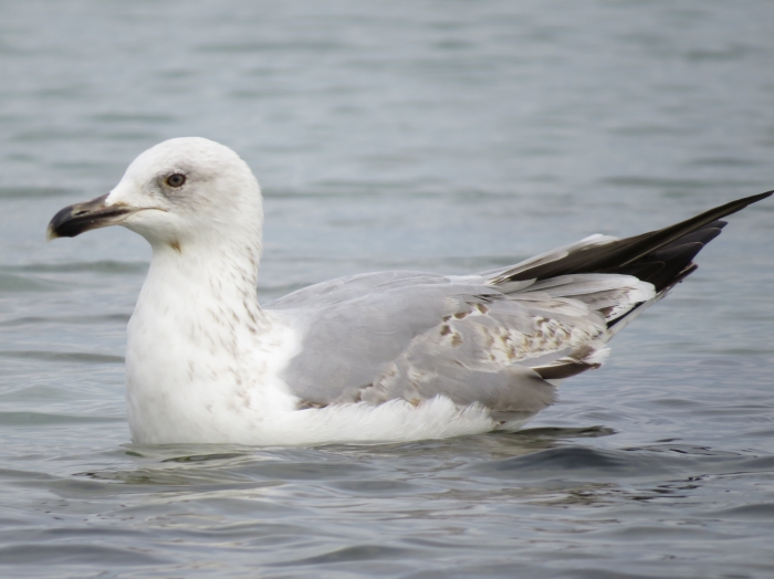 Immature Caspian Gull (Larus cachinnans)