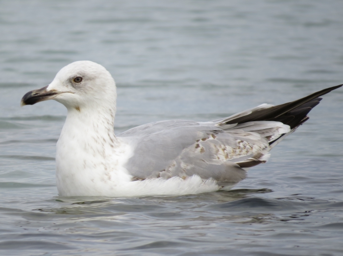 Immature Caspian Gull (Larus cachinnans) Immature Caspian Gull (Larus cachinnans)