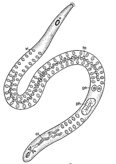 Vannuccia rotundoundocinata Vannuccia rotundoundocinata