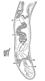 Vannuccia rotundoundocinata