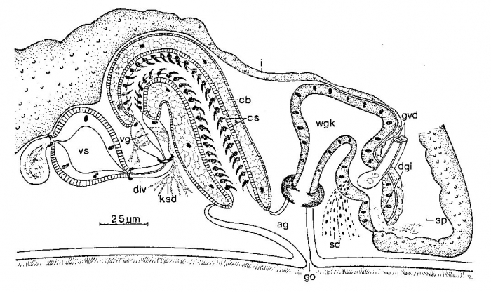 Vannuccia rotundoundocinata Vannuccia rotundoundocinata