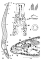 Platyhelminthes (flatworms)