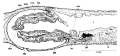 Platyhelminthes (flatworms)