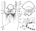 Platyhelminthes (flatworms)