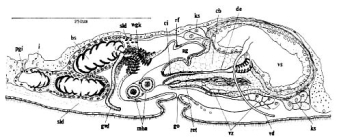 Vannuccia tripapilosa