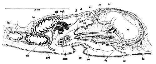 Vannuccia tripapilosa Vannuccia tripapilosa