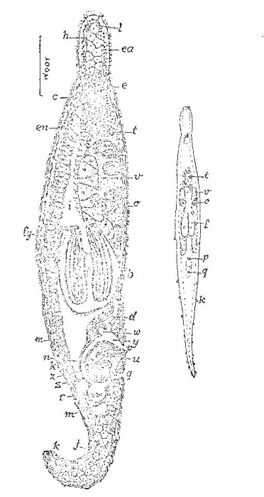 Mesoda gabriellae