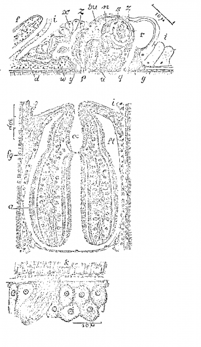 Mesoda gabriellae