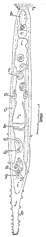 Mesoda thelura