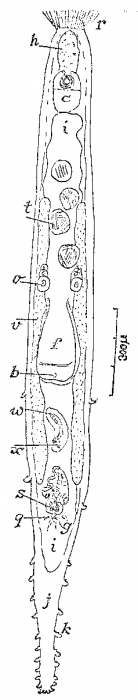 Mesoda thelura