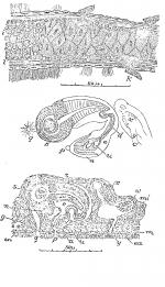 Mesoda thelura