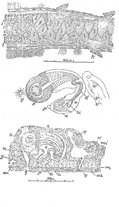 Mesoda thelura