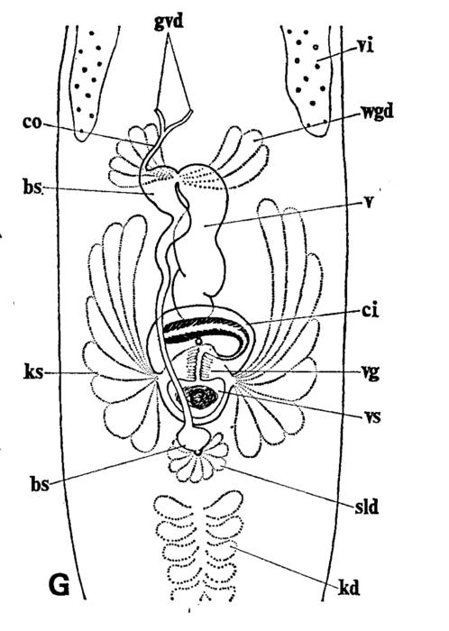 Tajikina juliae Tajikina juliae