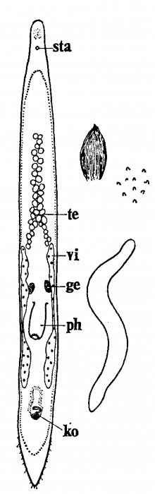 Tajikina juliae