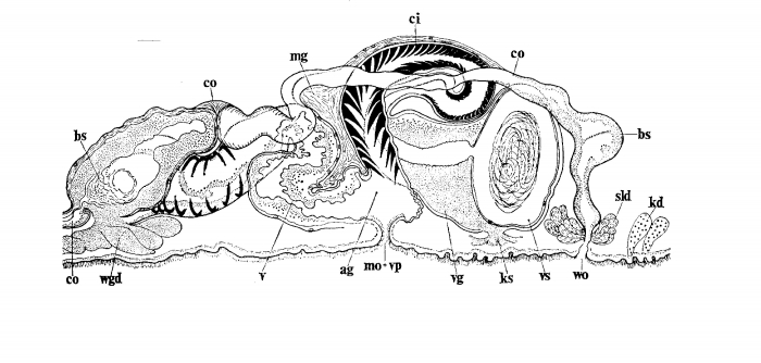 Tajikina juliae