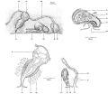 Platyhelminthes (flatworms)