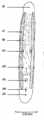 Minona amnica