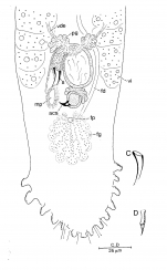 Duplominona axi