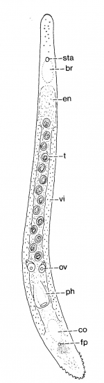 Duplominona axi