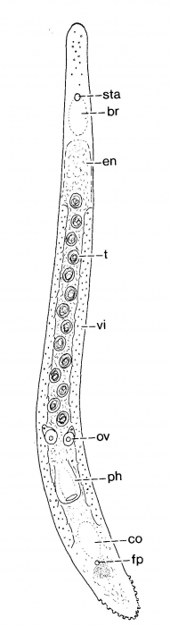 Duplominona axi