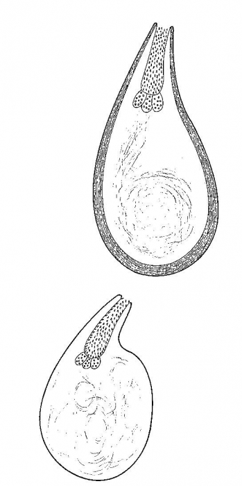 Duplominona canariensis bermudensis Duplominona canariensis bermudensis