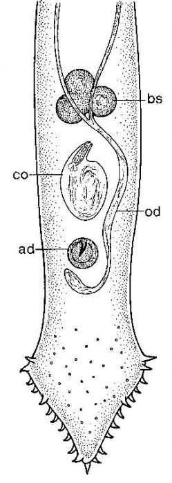 Duplominona canariensis bermudensis