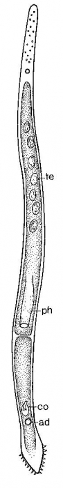 Duplominona canariensis bermudensis Duplominona canariensis bermudensis